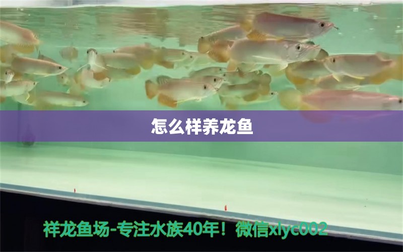 怎么样养龙鱼