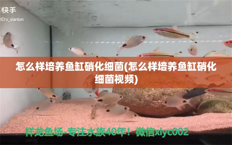 怎么样培养鱼缸硝化细菌(怎么样培养鱼缸硝化细菌视频)