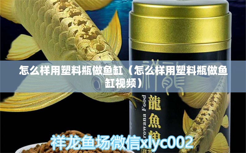 怎么样用塑料瓶做鱼缸（怎么样用塑料瓶做鱼缸视频） 祥龙水族医院