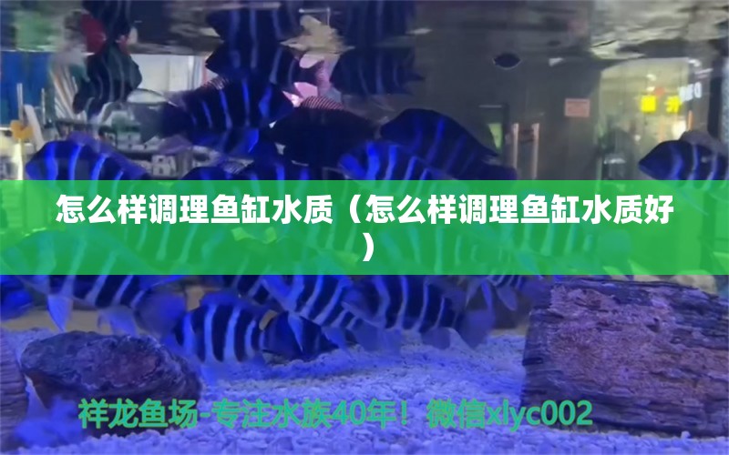 怎么样调理鱼缸水质（怎么样调理鱼缸水质好） 祥龙水族医院