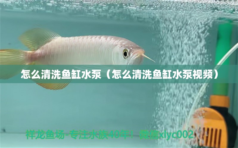 怎么清洗鱼缸水泵（怎么清洗鱼缸水泵视频）