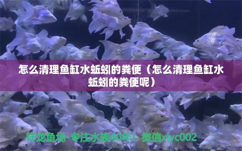 怎么清理鱼缸水蚯蚓的粪便（怎么清理鱼缸水蚯蚓的粪便呢）