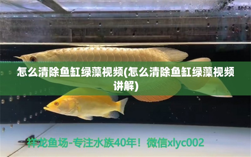 怎么清除鱼缸绿藻视频(怎么清除鱼缸绿藻视频讲解) 水草