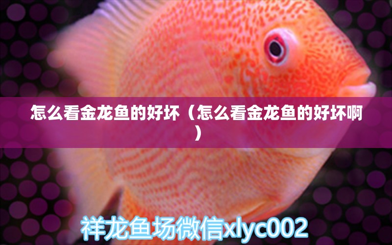 怎么看金龙鱼的好坏（怎么看金龙鱼的好坏啊） 祥龙水族医院