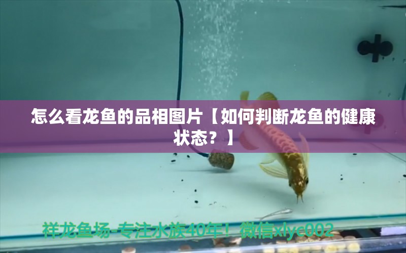 怎么看龙鱼的品相图片【如何判断龙鱼的健康状态？】 水族问答 第2张