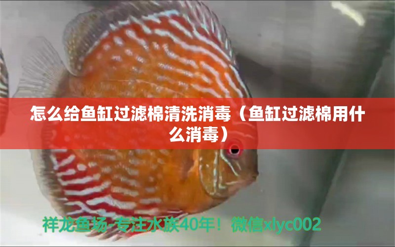 怎么给鱼缸过滤棉清洗消毒（鱼缸过滤棉用什么消毒） 广州观赏鱼鱼苗批发市场