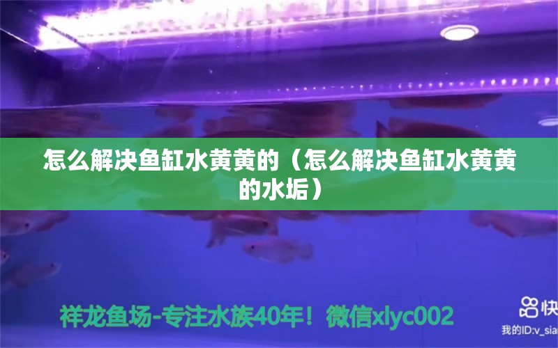 怎么解决鱼缸水黄黄的（怎么解决鱼缸水黄黄的水垢） 祥龙水族医院