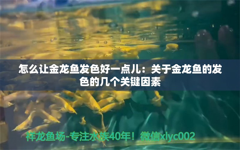 怎么让金龙鱼发色好一点儿：关于金龙鱼的发色的几个关键因素