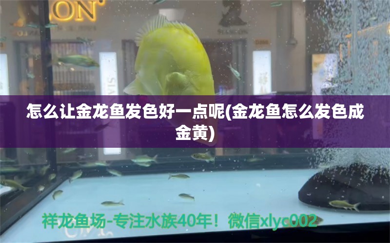 怎么让金龙鱼发色好一点呢(金龙鱼怎么发色成金黄)