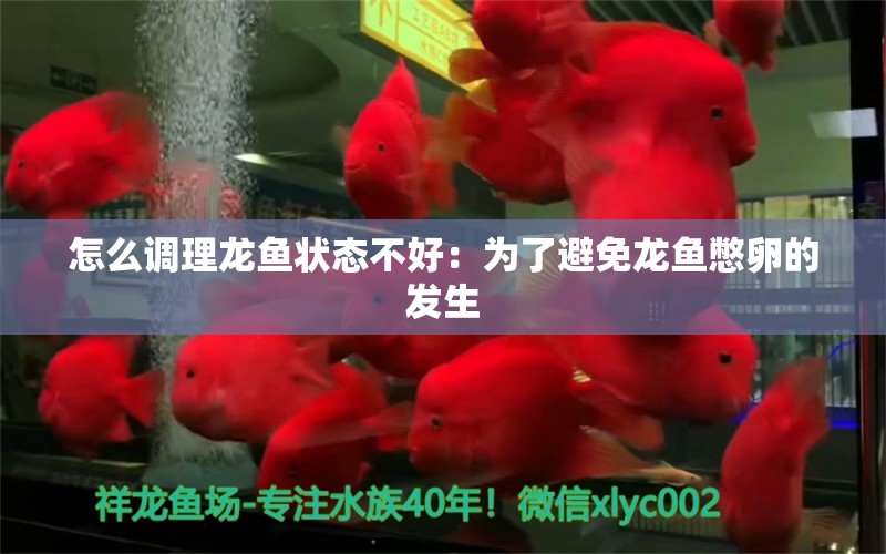 怎么调理龙鱼状态不好：为了避免龙鱼憋卵的发生 龙鱼百科 第2张