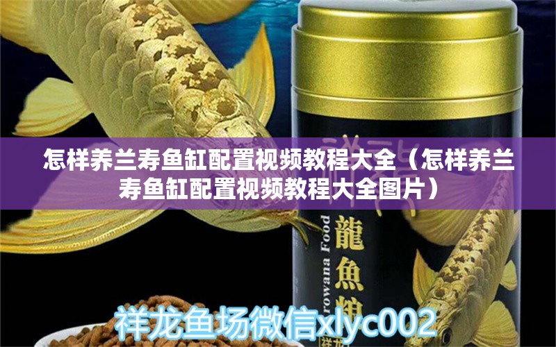 怎样养兰寿鱼缸配置视频教程大全（怎样养兰寿鱼缸配置视频教程大全图片）