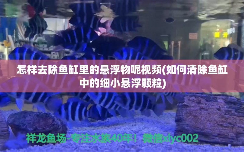 怎样去除鱼缸里的悬浮物呢视频(如何清除鱼缸中的细小悬浮颗粒)