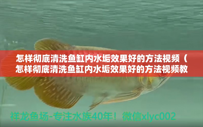 怎样彻底清洗鱼缸内水垢效果好的方法视频（怎样彻底清洗鱼缸内水垢效果好的方法视频教程）