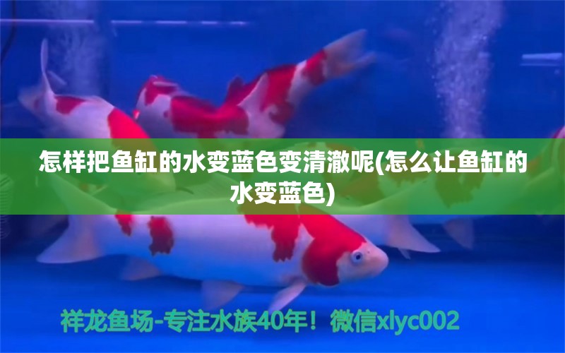 怎样把鱼缸的水变蓝色变清澈呢(怎么让鱼缸的水变蓝色) 水族世界 第1张