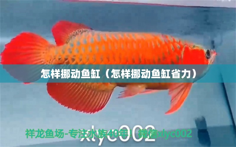 怎样挪动鱼缸（怎样挪动鱼缸省力）