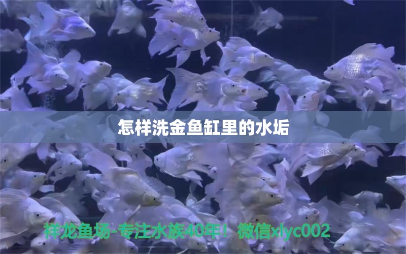 怎样洗金鱼缸里的水垢