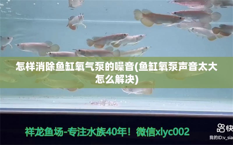 怎样消除鱼缸氧气泵的噪音(鱼缸氧泵声音太大怎么解决) 白化巴西龟（白巴） 第1张