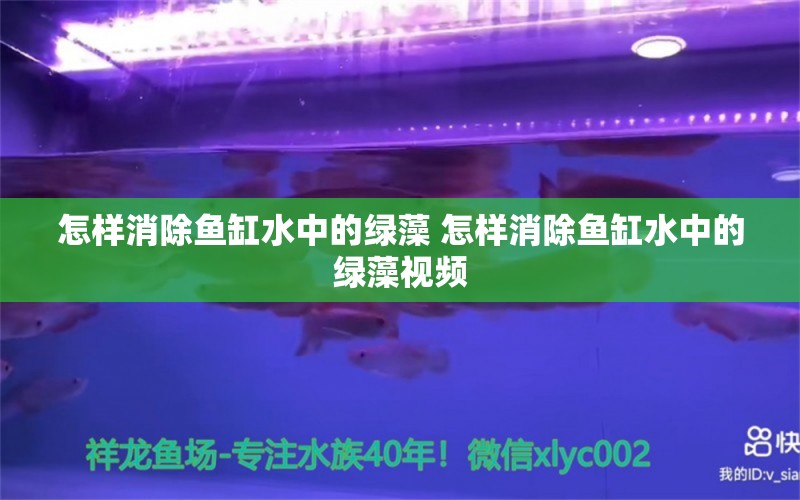 怎样消除鱼缸水中的绿藻 怎样消除鱼缸水中的绿藻视频