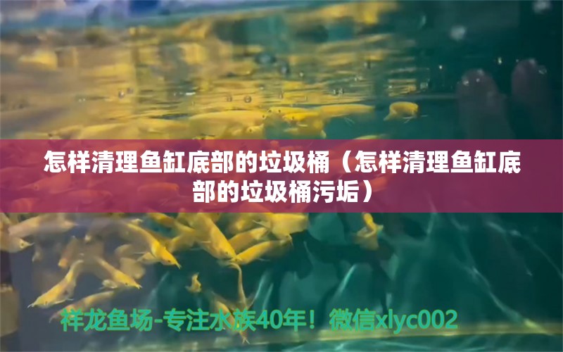 怎样清理鱼缸底部的垃圾桶（怎样清理鱼缸底部的垃圾桶污垢） 祥龙水族医院