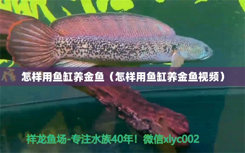 怎样用鱼缸养金鱼（怎样用鱼缸养金鱼视频） 羽毛刀鱼苗 第2张