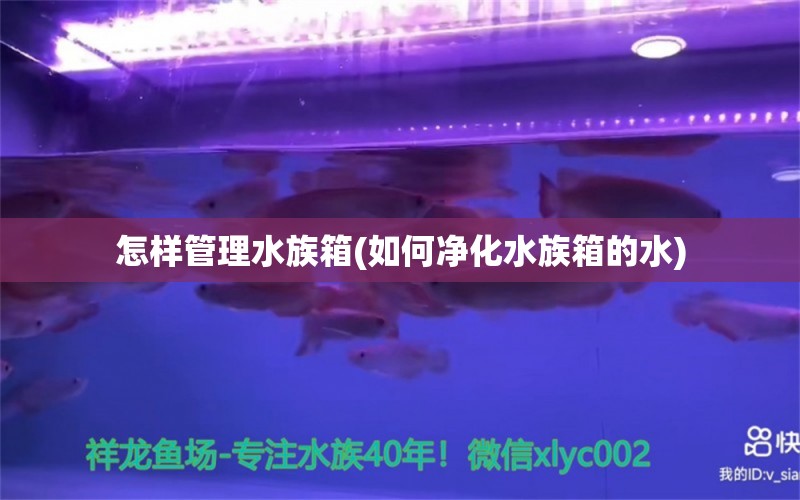 怎样管理水族箱(如何净化水族箱的水) 鱼缸/水族箱