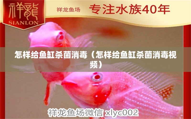 怎样给鱼缸杀菌消毒（怎样给鱼缸杀菌消毒视频） 祥龙水族医院