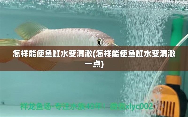 怎样能使鱼缸水变清澈(怎样能使鱼缸水变清澈一点)