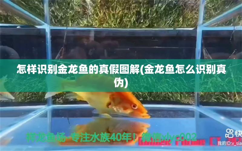 怎样识别金龙鱼的真假图解(金龙鱼怎么识别真伪)