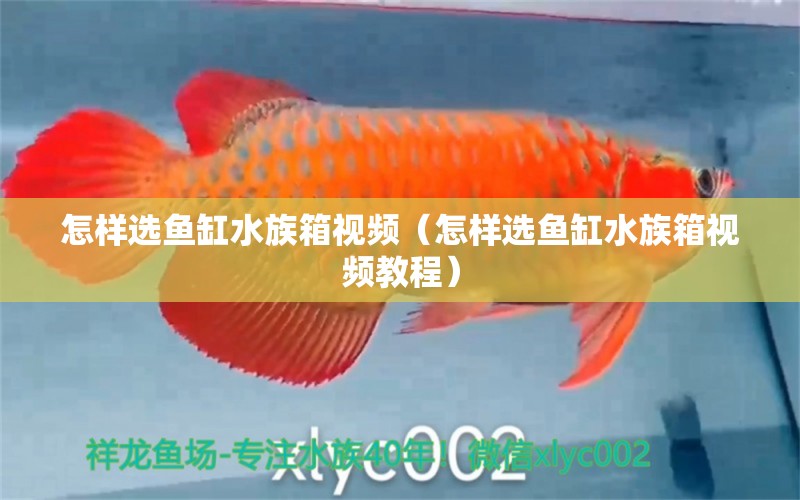 怎样选鱼缸水族箱视频（怎样选鱼缸水族箱视频教程） 鱼缸/水族箱