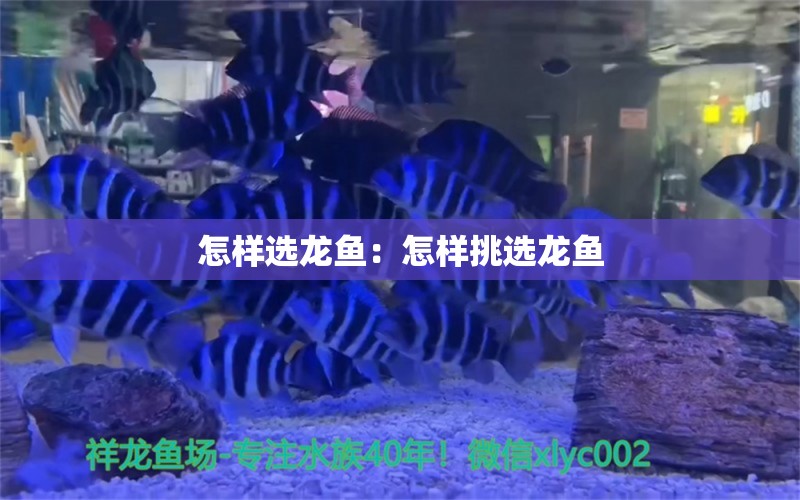 怎样选龙鱼：怎样挑选龙鱼