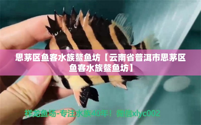 思茅区鱼客水族鳌鱼坊【云南省普洱市思茅区鱼客水族鳌鱼坊】