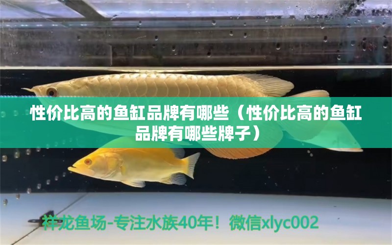 性价比高的鱼缸品牌有哪些（性价比高的鱼缸品牌有哪些牌子）