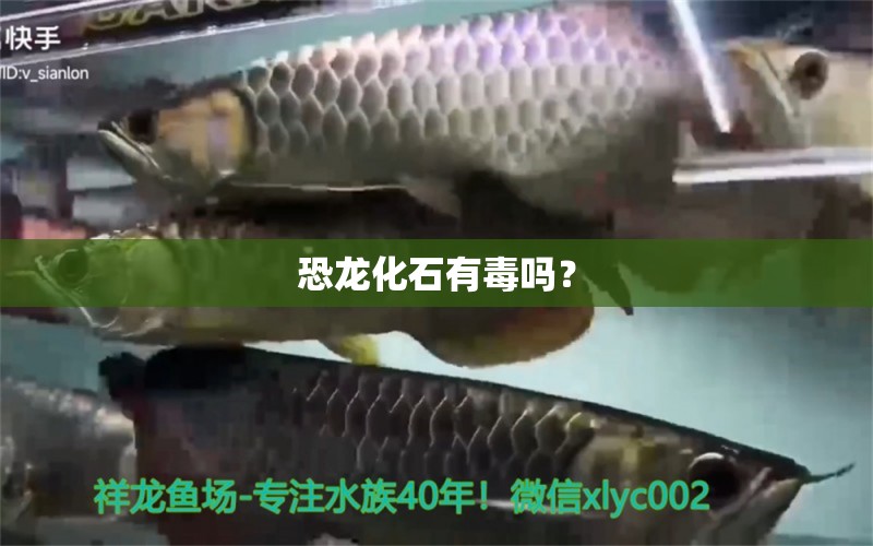 恐龙化石有毒吗？