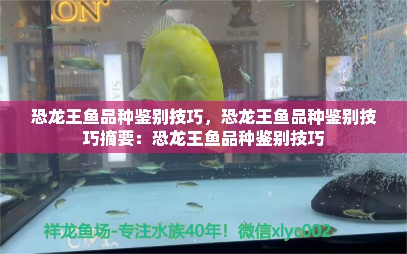 恐龙王鱼品种鉴别技巧，恐龙王鱼品种鉴别技巧摘要：恐龙王鱼品种鉴别技巧 虎鱼百科 第2张