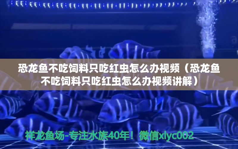 恐龙鱼不吃饲料只吃红虫怎么办视频（恐龙鱼不吃饲料只吃红虫怎么办视频讲解）