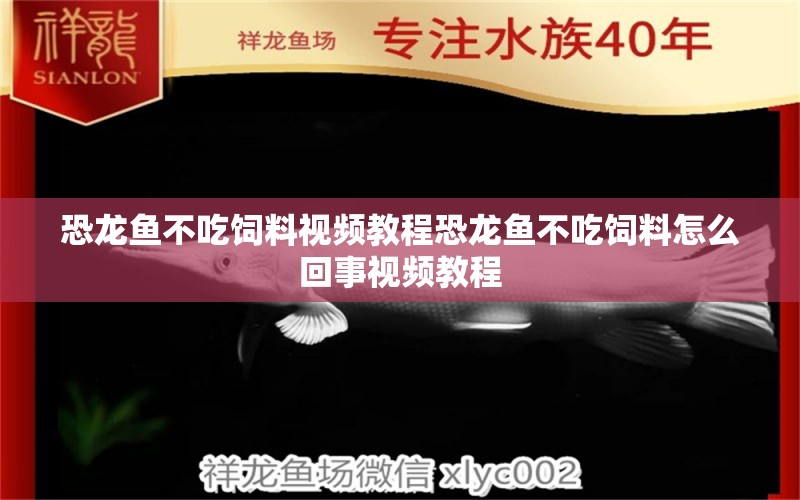 恐龙鱼不吃饲料视频教程恐龙鱼不吃饲料怎么回事视频教程 观赏鱼市场（混养鱼） 第1张