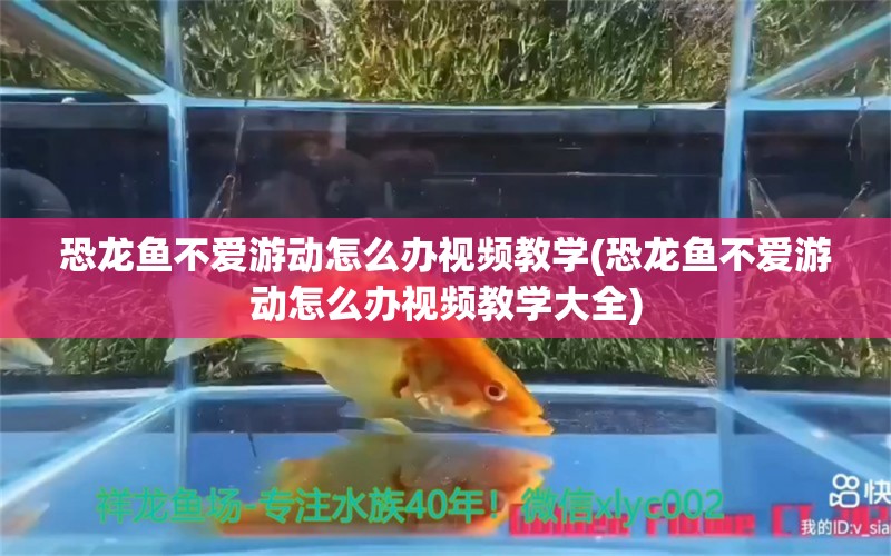 恐龙鱼不爱游动怎么办视频教学(恐龙鱼不爱游动怎么办视频教学大全) 女王大帆鱼