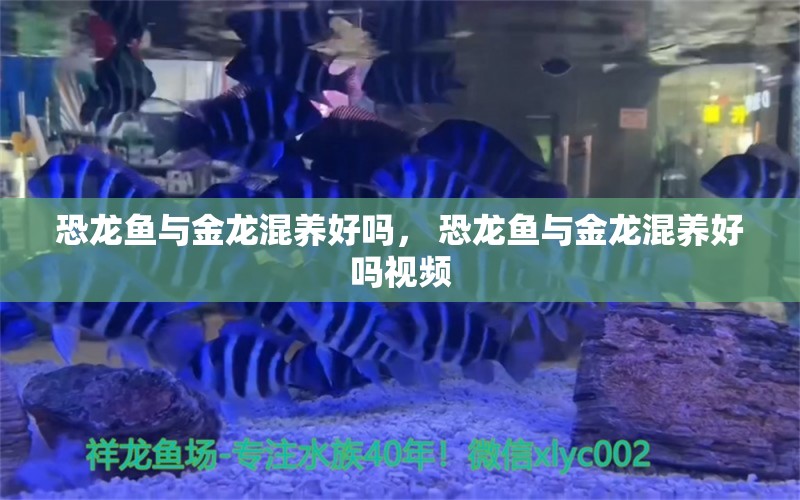 恐龙鱼与金龙混养好吗， 恐龙鱼与金龙混养好吗视频 泰国虎鱼