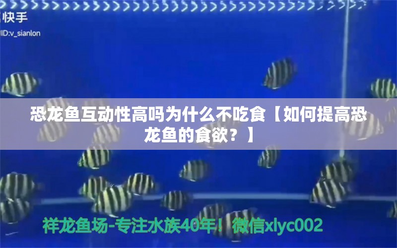 恐龙鱼互动性高吗为什么不吃食【如何提高恐龙鱼的食欲？】 水族问答 第1张