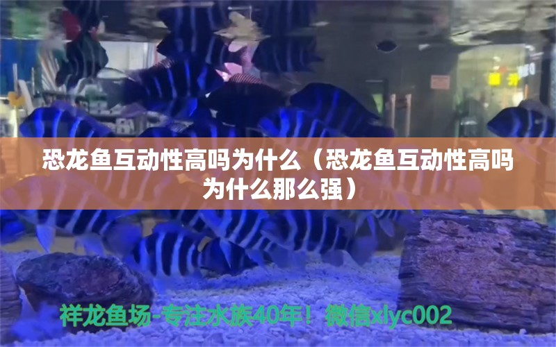 恐龙鱼互动性高吗为什么（恐龙鱼互动性高吗为什么那么强） 祥龙水族医院