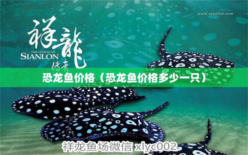 恐龙鱼价格（恐龙鱼价格多少一只） 祥龙水族医院