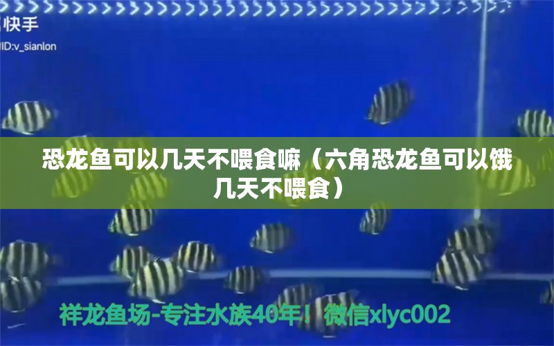 恐龙鱼可以几天不喂食嘛（六角恐龙鱼可以饿几天不喂食） 印尼四纹虎