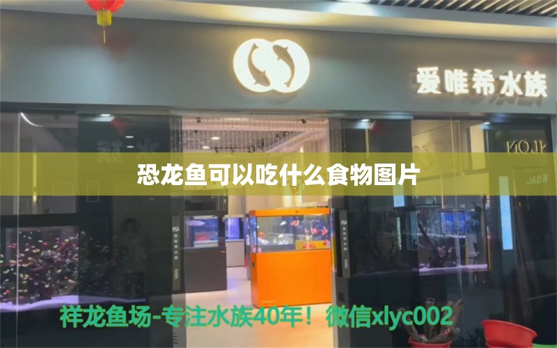 恐龙鱼可以吃什么食物图片 水族问答 第1张