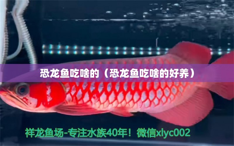 恐龙鱼吃啥的（恐龙鱼吃啥的好养） 祥龙水族医院