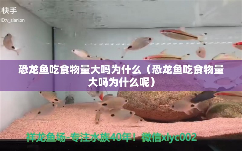 恐龙鱼吃食物量大吗为什么（恐龙鱼吃食物量大吗为什么呢）