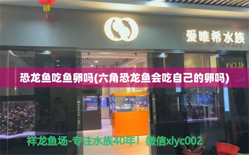 恐龙鱼吃鱼卵吗(六角恐龙鱼会吃自己的卵吗) 朱巴利鱼