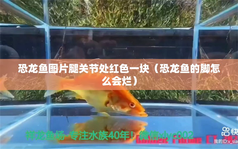 恐龙鱼图片腿关节处红色一块（恐龙鱼的脚怎么会烂）