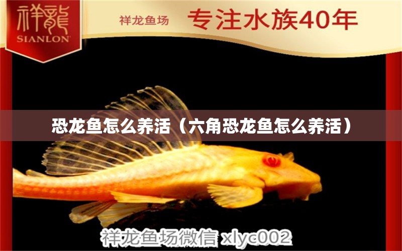 恐龙鱼怎么养活（六角恐龙鱼怎么养活） 祥龙水族医院