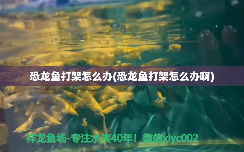 恐龙鱼打架怎么办(恐龙鱼打架怎么办啊) 一眉道人鱼