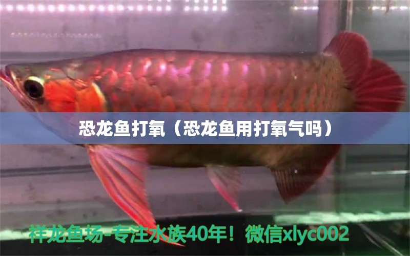 恐龙鱼打氧（恐龙鱼用打氧气吗） 祥龙水族医院